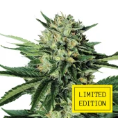 Chemo Kush genetics fem (IZI/LimEd)