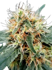Stromboli Auto autofem (Paradise Seeds), Нидерланды