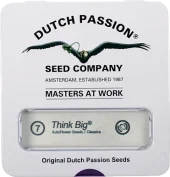 Think Big autofem (Dutch Passion), Нидерланды