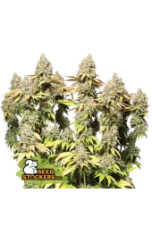 Rucu Cucu OG Auto autofem (Seed Stockers), США
