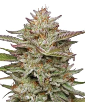 Banana OG fem (Humboldt Seed Company), США