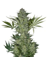 Autoflowering White Russian №1 fem (Serious Seeds), Нидерланды