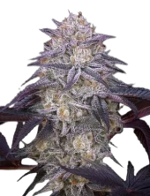 King's Juice Auto fem (GHS), Нидерланды