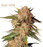 Blue Moby Auto autofem (Seed Stockers), США