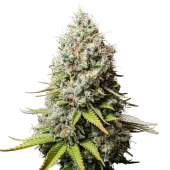 Jack Herer fem (Seed Stockers), США