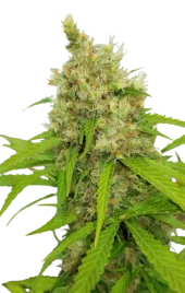 Auto Mass genetics (IZI)