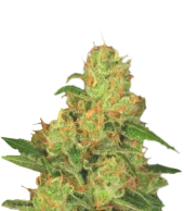 Auto Acid autofem (Paradise Seeds), Нидерланды