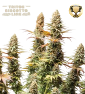 Triton Biscotto Lime fem (Seed Stockers), США