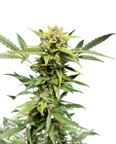 Auto Mandarin Cream XXL genetics (IZI)