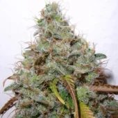 White Berry fem (Paradise Seeds), Нидерланды