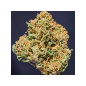 Creeper reg (Super Sativa Seed Club), Нидерланды