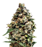 Jack Herer Auto fem (GHS), Нидерланды