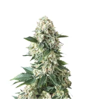 Auto New York City fem (Pyramid Seeds), Испания