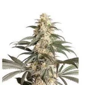 Black Lebanon fem (Super Sativa Seed Club), Нидерланды