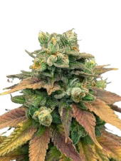 Auto Tangie genetics fem (IZI/USA)