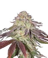 Sugarlato Auto autofem (GHS), Нидерланды