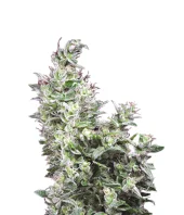 White Magic fem (Mandala Seeds), Испания