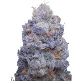 Auto Cherry Breath genetics fem (IZI)