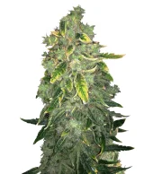 Kalashnikova Auto fem (GHS), Нидерланды