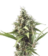 White Widow fem (Pyramid Seeds), Испания