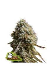 Wedding Glue Auto autofem (Seed Stockers), США