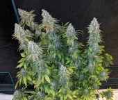Cookies and Cream fem (Seed Stockers), США
