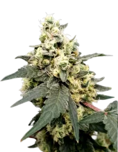 Lemonade Auto autofem (Paradise Seeds), Нидерланды