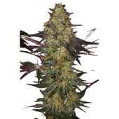 El Dorado OG fem (Paradise Seeds), Нидерланды
