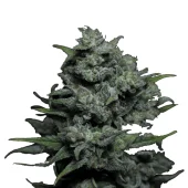 Auto Big Joy genetics fem (IZI)