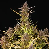 Purple Queen Auto autofem (Royal Queen Seeds), Испания