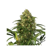 Auto Candy XXL genetics fem (IZI)