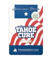 Tahoe Cure fem (Pyramid Seeds), Испания