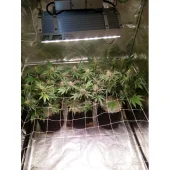 Fruit Cake fem (Seed Stockers), США