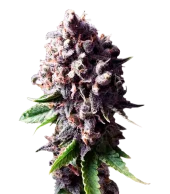 Purple fem (Pyramid Seeds), Испания