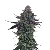 Auto Zkittlez genetics fem (IZI/USA)