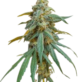 Wedding Crasher fem (Royal Queen Seeds), Испания