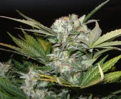 Fast Bud №2 Auto autofem (Sweet Seeds), Испания