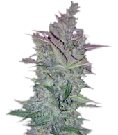 Vertigo autofem (Paradise Seeds), Нидерланды