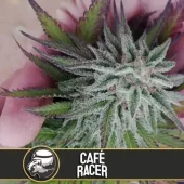 Café Racer fem (Blimburn Seeds), Испания