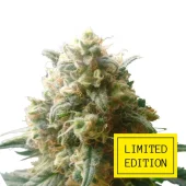 Critical genetics fem (IZI/LimEd)