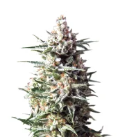 Auto Anesthesia fem (Pyramid Seeds), Испания