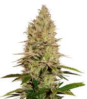 Icecream fem (Paradise Seeds), Нидерланды