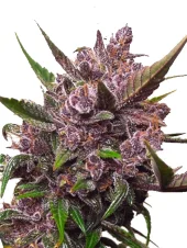 Auto Blackberry Kush autofem (Dutch Passion), Нидерланды