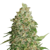 Bcn Critical XXL Fast fem (Seed Stockers), США