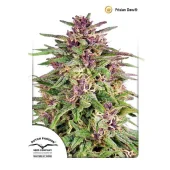 Frisian Dew fem (Dutch Passion), Нидерланды