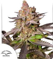 Melonade Runtz fem (Dutch Passion), Нидерланды