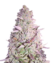 Purple Urkle fem (Pyramid Seeds), Испания