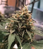 Candy Dawg Auto autofem (Seed Stockers), США