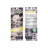 Californian Gold fem (Paradise Seeds), Нидерланды