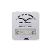 Mazar fem (Dutch Passion), Нидерланды